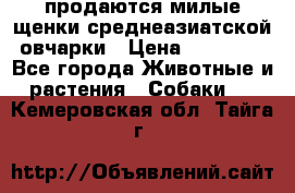 продаются милые щенки среднеазиатской овчарки › Цена ­ 30 000 - Все города Животные и растения » Собаки   . Кемеровская обл.,Тайга г.